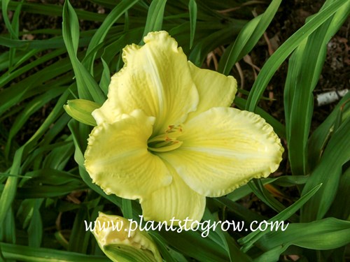 Omomuki Daylily
26 inches tall
5
